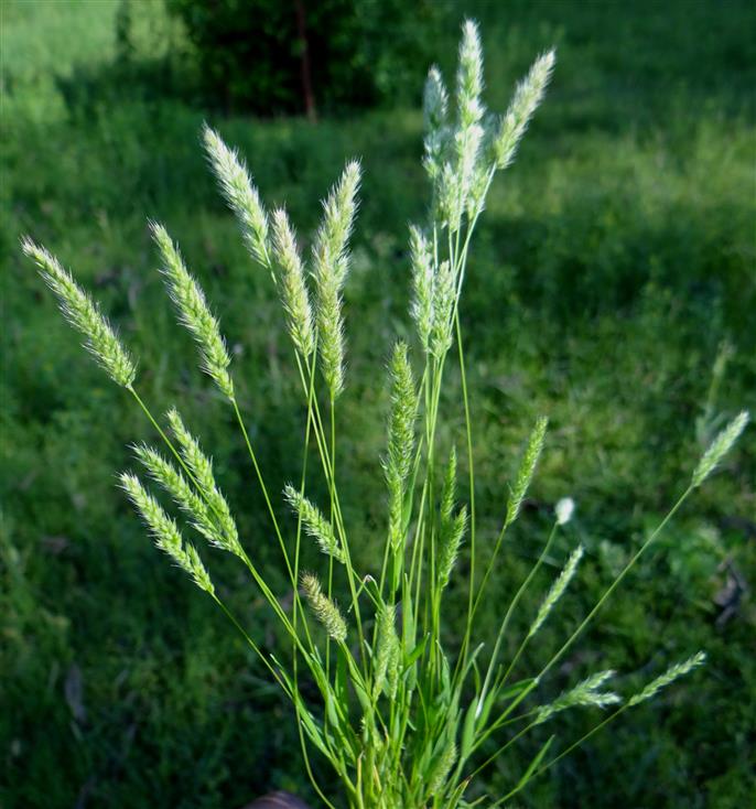Rostraria pumila